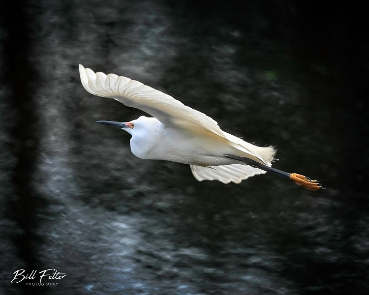 Snowy Egret