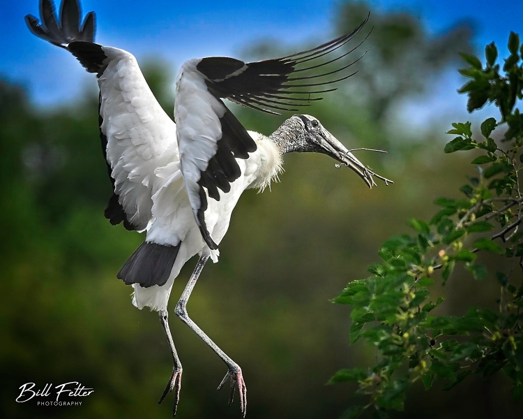 Wood stork landing