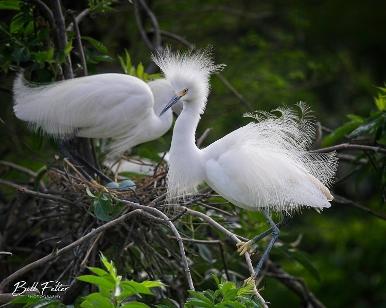 Snowy egret