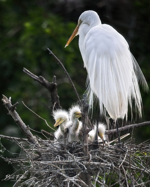 Great egret with chicks