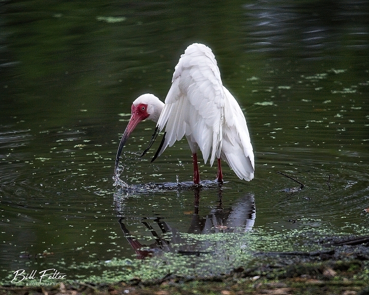 White ibis