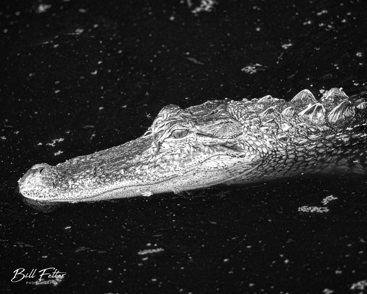 Alligator