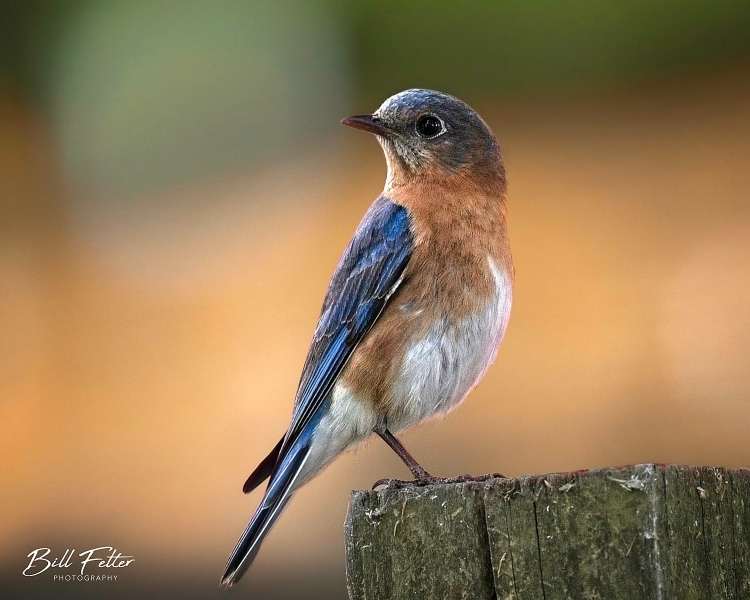 Bluebird