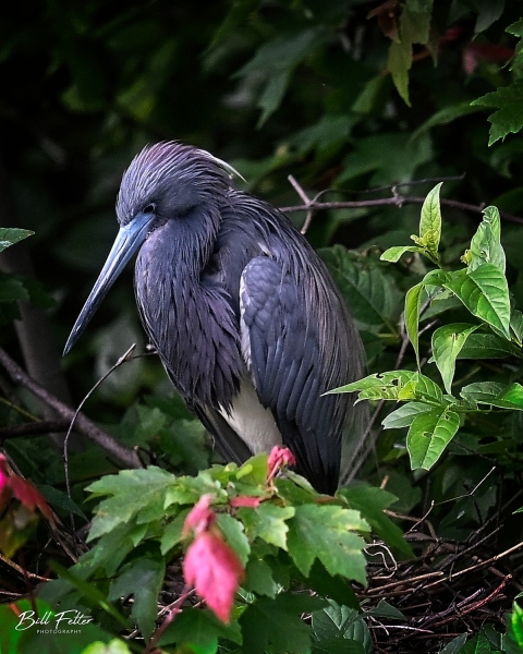 Tricolored Heron