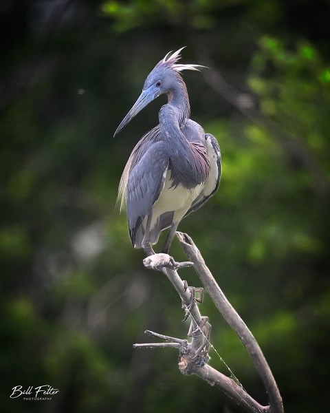 Tricolored Heron
