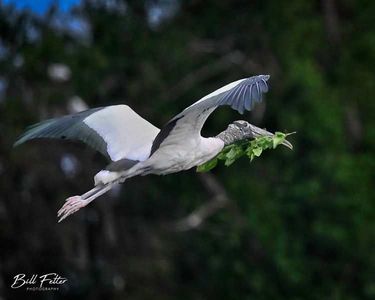 Wood Stork