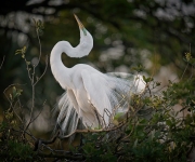 DSC_4168-Resize-copy