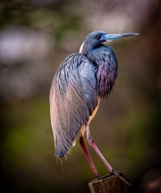 DSC_6095_2024